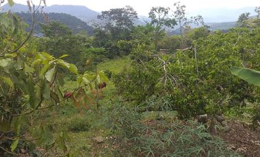 FINCA AGRICOLA-BUENAVISTA - DOIMA - LA MESA