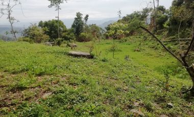 FINCA AGRICOLA-BUENAVISTA - DOIMA - LA MESA