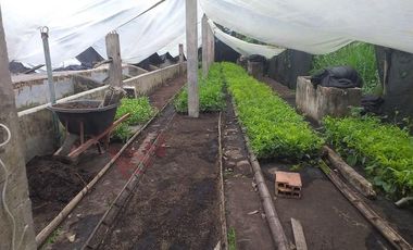 FINCA AGRICOLA-BUENAVISTA - DOIMA - LA MESA