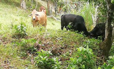 VENTA FINCA ANAPOIMA VEREDA EL HIGUERON-7790