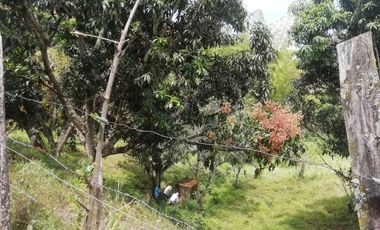 VENTA FINCA ANAPOIMA VEREDA EL HIGUERON-7790