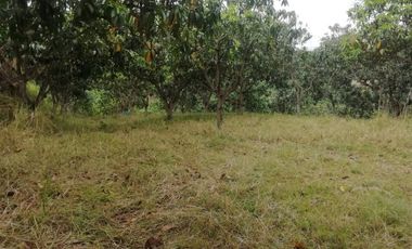 VENTA FINCA ANAPOIMA VEREDA EL HIGUERON-7790