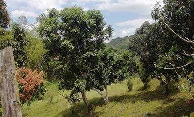 VENTA FINCA ANAPOIMA VEREDA EL HIGUERON-7790