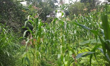 VENTA FINCA PRODUCTIVA - AGUA PROPIA - LA MESA CUNDINAMARCA-9762