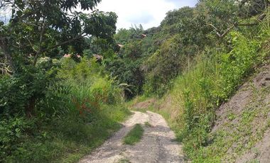 VENTA FINCA PRODUCTIVA - AGUA PROPIA - LA MESA CUNDINAMARCA-9762