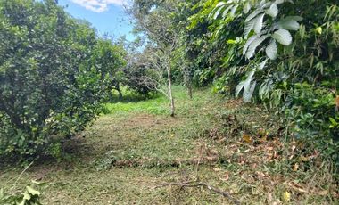 VENTA FINCA PRODUCTIVA - AGUA PROPIA - LA MESA CUNDINAMARCA-9762