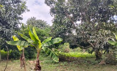 VENTA FINCA PRODUCTIVA - AGUA PROPIA - LA MESA CUNDINAMARCA-9762