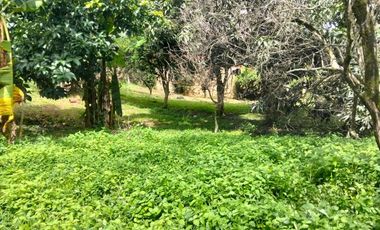 VENTA FINCA PRODUCTIVA - AGUA PROPIA - LA MESA CUNDINAMARCA-9762