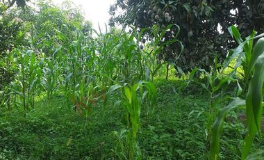 VENTA FINCA PRODUCTIVA - AGUA PROPIA - LA MESA CUNDINAMARCA-9762