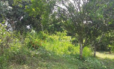 VENTA FINCA PRODUCTIVA - AGUA PROPIA - LA MESA CUNDINAMARCA-9762