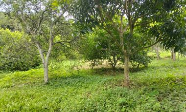 VENTA FINCA PRODUCTIVA - AGUA PROPIA - LA MESA CUNDINAMARCA-9762