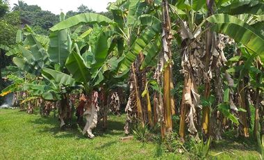 VENTA FINCA PRODUCTIVA - AGUA PROPIA - LA MESA CUNDINAMARCA-9762
