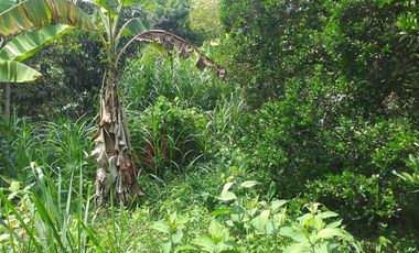 VENTA FINCA PRODUCTIVA - AGUA PROPIA - LA MESA CUNDINAMARCA-9762