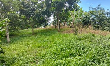 VENTA FINCA PRODUCTIVA - AGUA PROPIA - LA MESA CUNDINAMARCA-9762