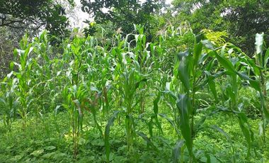 VENTA FINCA PRODUCTIVA - AGUA PROPIA - LA MESA CUNDINAMARCA-9762