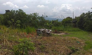 VENTA FINCA PRODUCTIVA - AGUA PROPIA - LA MESA CUNDINAMARCA-9762