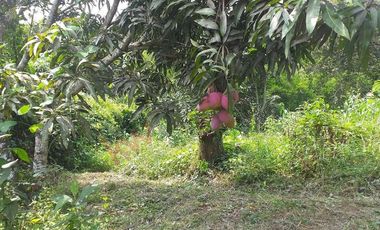 VENTA FINCA PRODUCTIVA - AGUA PROPIA - LA MESA CUNDINAMARCA-9762