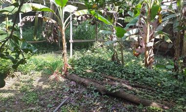 VENTA FINCA PRODUCTIVA - AGUA PROPIA - LA MESA CUNDINAMARCA-9762