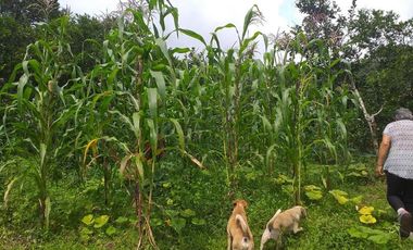 VENTA FINCA PRODUCTIVA - AGUA PROPIA - LA MESA CUNDINAMARCA-9762