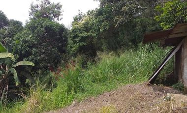 VENTA FINCA PRODUCTIVA - AGUA PROPIA - LA MESA CUNDINAMARCA-9762