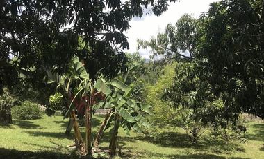 VENTA FINCA LA MESA CUNDINAMARCA SAN JOAQUIN VIA ANAPOIMA-6979