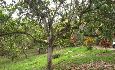 VENTA FINCA LA MESA CUNDINAMARCA SAN JOAQUIN VIA ANAPOIMA-6979