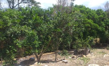 Lote En Venta - Vereda Trinidad - La Mesa - Cundinamarca