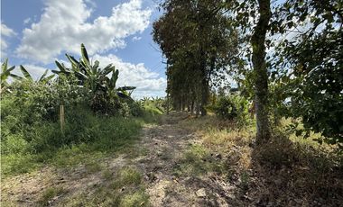 Se Venden Lotes Campestres Parcelacion Panaca Quimbaya