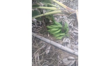 FINCA EN VENTA EN FILADELFIA CALDAS | FINCAS EN VENTA