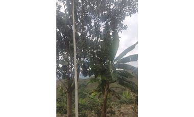 FINCA EN VENTA EN FILADELFIA CALDAS | FINCAS EN VENTA