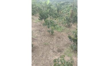 FINCA EN VENTA EN FILADELFIA CALDAS | FINCAS EN VENTA