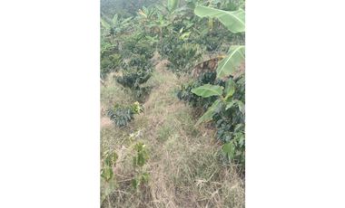 FINCA EN VENTA EN FILADELFIA CALDAS | FINCAS EN VENTA