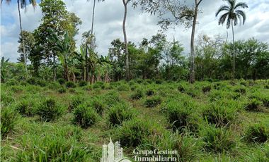 Venta 5 hectareas en Gomez de San Andres