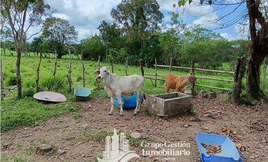 Venta 5 hectareas en Gomez de San Andres