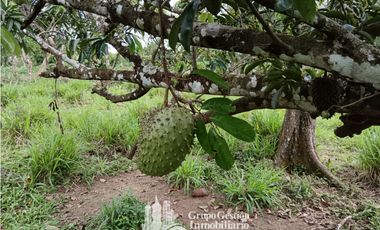 Venta 5 hectareas en Gomez de San Andres