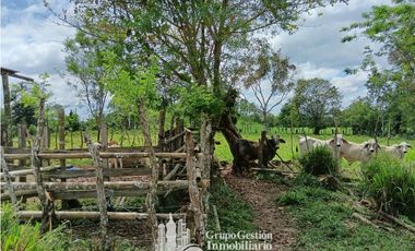 Venta 5 hectareas en Gomez de San Andres