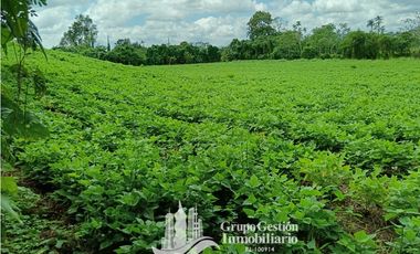 Venta 5 hectareas en Gomez de San Andres