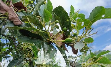 Venta 5 hectareas en Gomez de San Andres