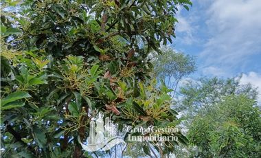 Venta 5 hectareas en Gomez de San Andres