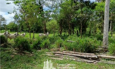 Venta 5 hectareas en Gomez de San Andres