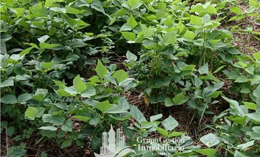 Venta 5 hectareas en Gomez de San Andres