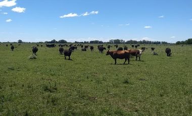 Campo Mixto de 280 Has en venta . Acceso sobre asfalto en Ranchos