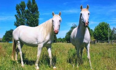 Casa - El Argentino Farm Club
