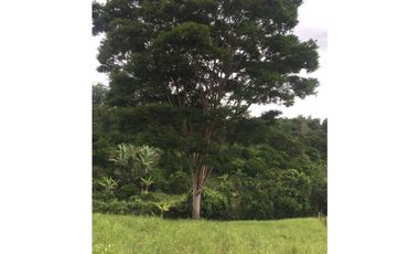 Venta Lote Tebaida Quindio - Colombia COD: 5195261