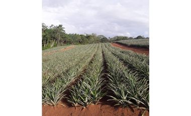 SE VENDE TERRENO EN LA CHORRERA