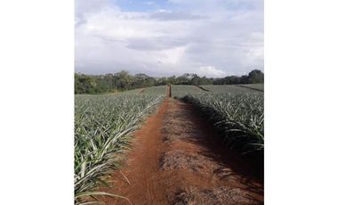 SE VENDE TERRENO EN LA CHORRERA