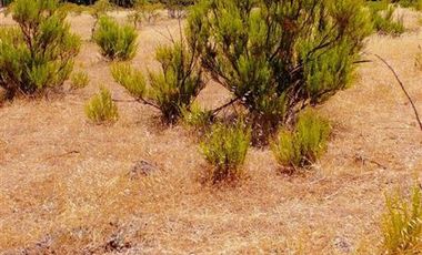 Parcela en Venta en ex-subdelegación Pocillas lote 7