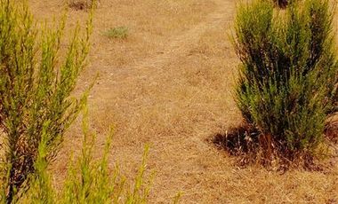 Parcela en Venta en ex-subdelegación Pocillas lote 7