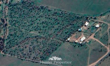 Agrícola en Arriendo en HUECHUN