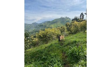 Finca productora en venta ubicada en Aránzazu Caldas